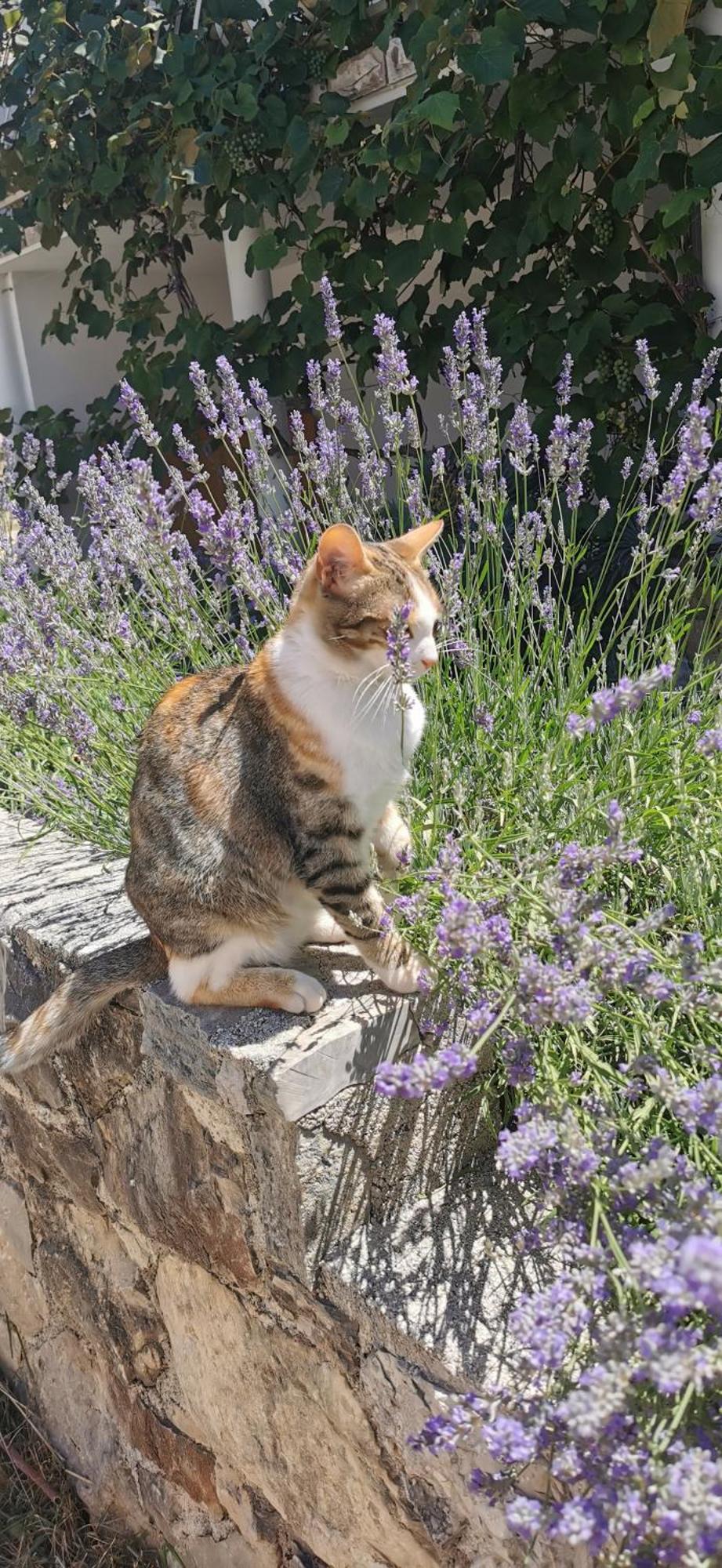 Casa Lavanda - Karin Gornji ゴルニ・カリン エクステリア 写真